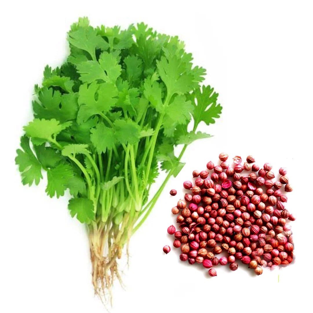 Coriander supplied by Aureva Group from India