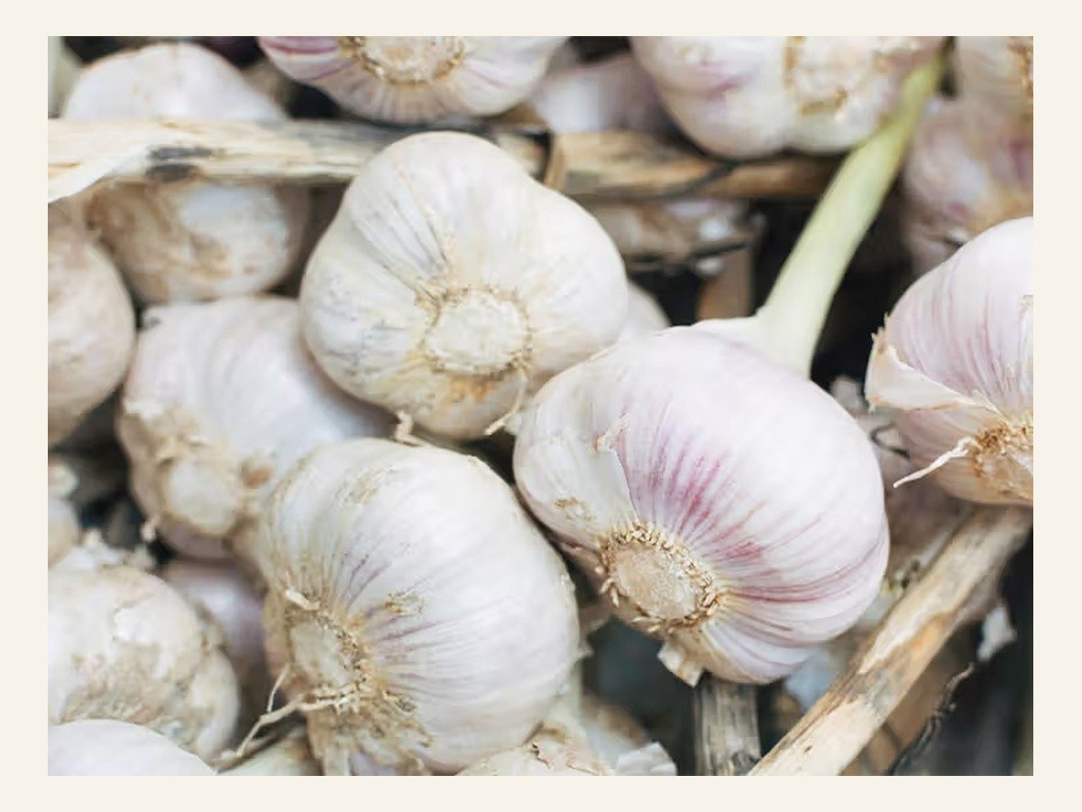 Dehydrated Garlic — Granules / Powder supplied by Aureva Group from India