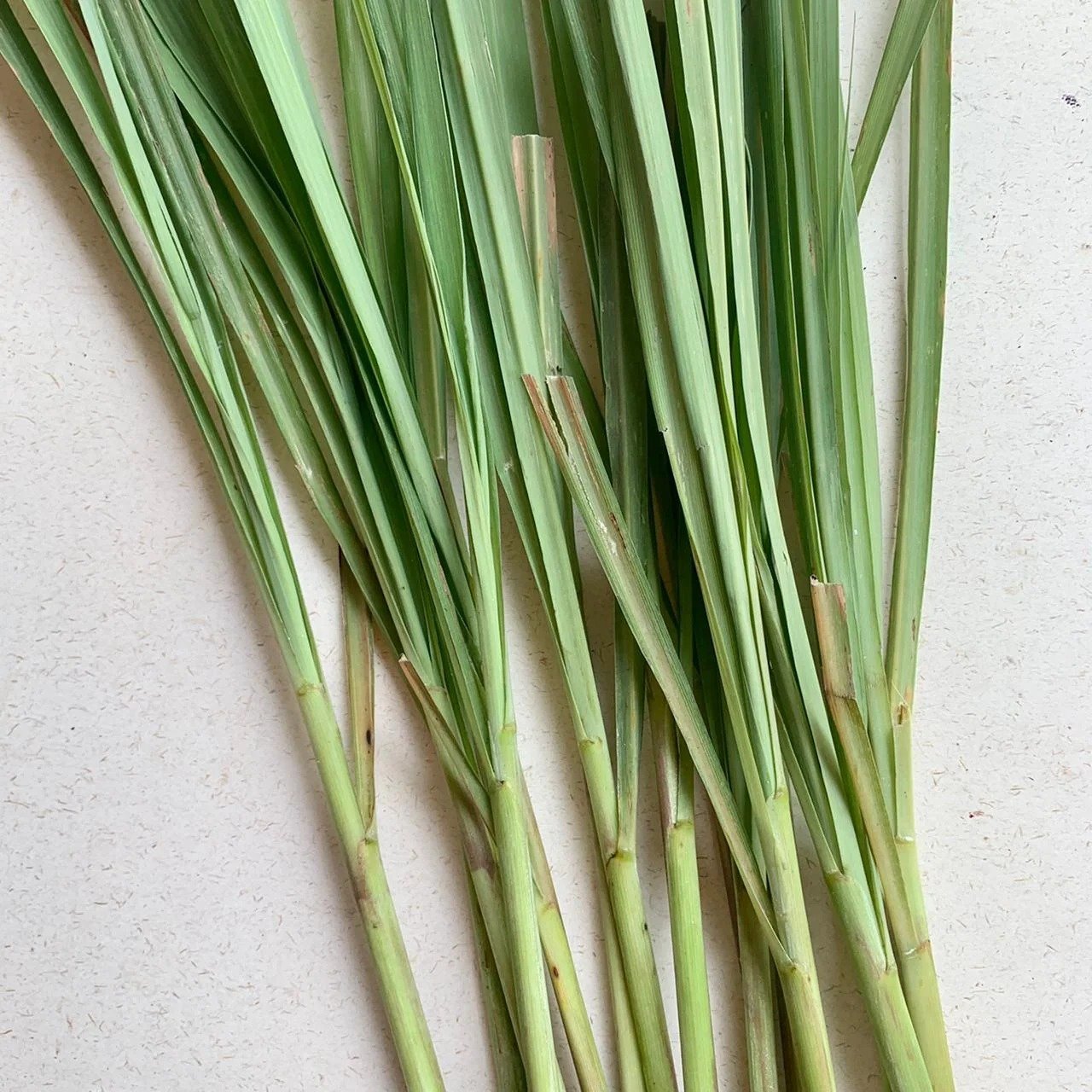 Lemongrass Essential Oil supplied by Aureva Group from India