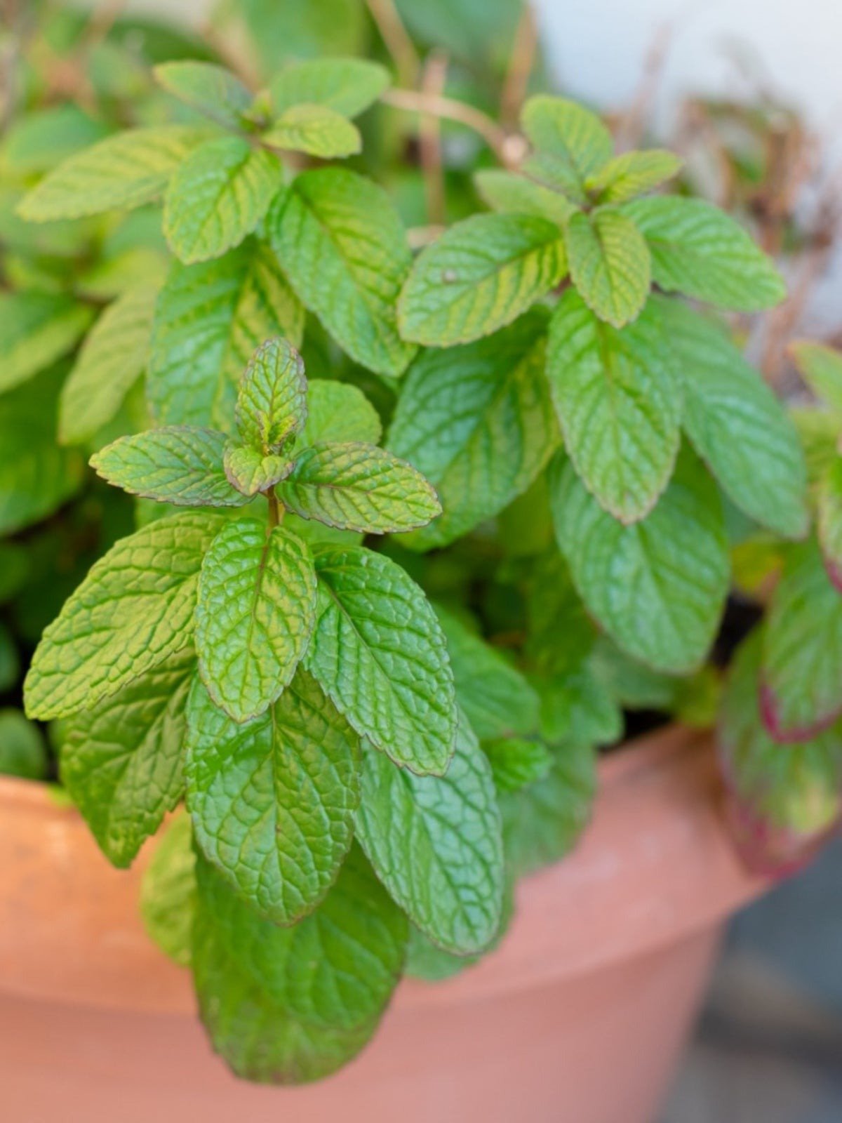 Mint / Mentha Oil supplied by Aureva Group from India
